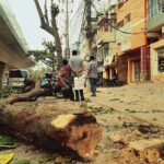 30 almond trees are being cut for road expansion in Rajshahi