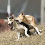 Rabies cases are on the rise, but dog vaccinations are off