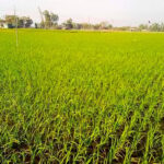 4,000 irrigation pumps are not working due to diesel crisis and load shedding, worry about Boro paddy plantation
