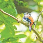 In search of the rare Chandial