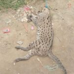 Endangered Mechho cat killed and hanged on electric pole, man fined