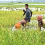 Farmers in fear of Haor paddy, new warning from Paubo