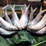 What is the reason behind the hilsa being small?