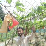 Ikram’s garden now has 150 varieties of grapes