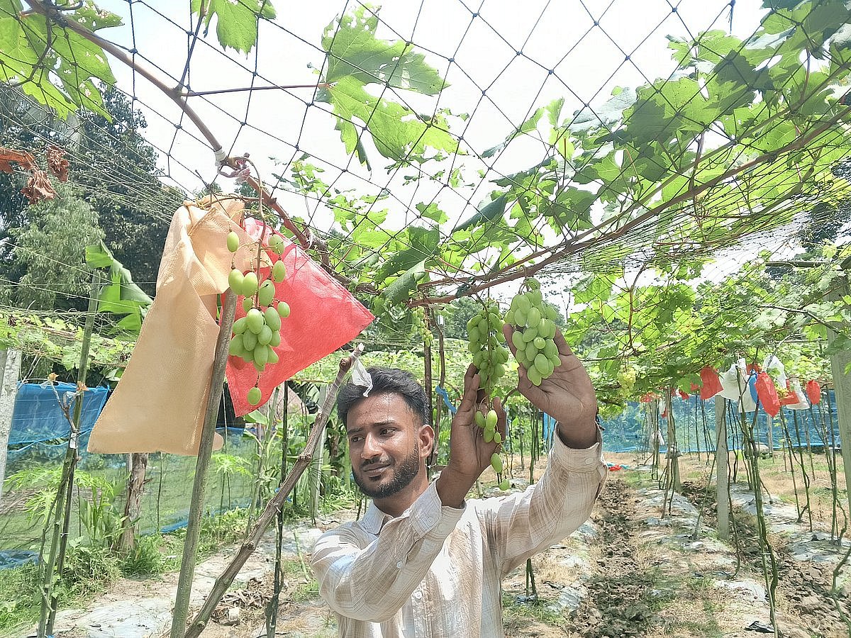 Ikram’s garden now has 150 varieties of grapes