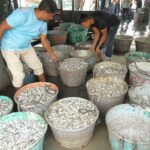 Why Rui-Katla is disappearing from Kaptai Lake