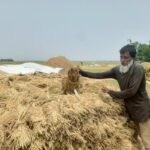 Apprehensive of flash flood situation, request of people to cut Haor paddy within four days