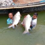 Two catla caught in Padma in Rajbari sold for 87 thousand taka