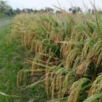 Khulna Farmers Embrace High-Yield BRRI-108