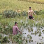 Forecast of flash floods, Haor farmers in both crisis