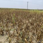 18 bigha of corn plants are drying up due to obstruction of irrigation pump