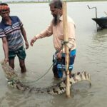 A crocodile has been caught in a fishing net in the Padma river