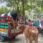 Villages almost devoid of men for fear of attacks and lawsuits, cattle are being taken to relatives’ homes