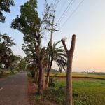 In Jessore, hundreds of trees were cut down to pull power lines