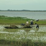 Water is entering the haor-bil in Netrakona, farmers are harvesting half-ripe paddy