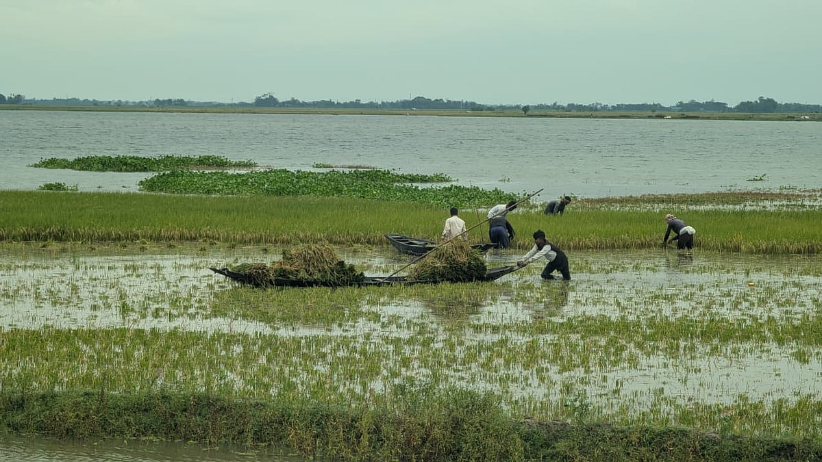 Water is entering the haor-bil in Netrakona, farmers are harvesting half-ripe paddy