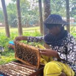 Both farmers benefit from mou-box, integrated cultivation of sweet pumpkin
