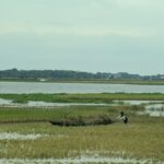 “The farmers’ paddy is dying in front of their eyes, there is nothing to do”