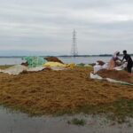 Water is rising rapidly in Sunamganj’s Hawar due to torrential rains, worries about paddy harvesting and threshing