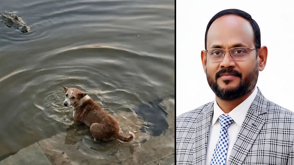 State Minister Tukur ordered to punish the guilty by investigating the dog-crocodile incident