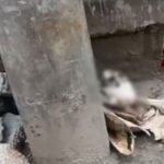 রাস্তার পাশে পড়ে ছিলো মানুষের খুলি-হাড়