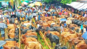 ঈদুল আজহায় রাজধানীতে ২৭টি পশুর হাট প্রস্তুত