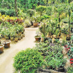 Bangladesh Plant Export Hopes Face Early Challenge