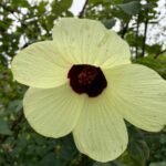 Mistaken for flowers, an unknown beauty by the wayside