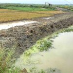 Atrai river water has started entering Chalanbil, there is fear of submergence of boro paddy
