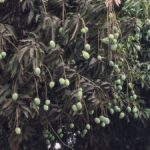 Rajshahi Sees Relief Rain, Impact on Mangoes and Crops Assessed