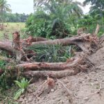 Patuakhali Embankment Repair Fuels Accusations of Illegal Tree Felling