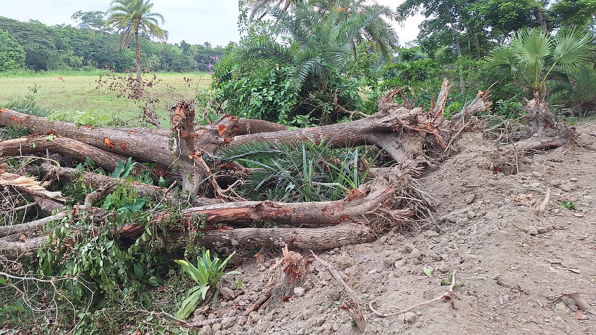 Patuakhali Embankment Repair Fuels Accusations of Illegal Tree Felling