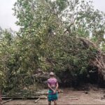 Michael Madhusudan Dutt’s memorial banyan tree uprooted on Kapotaksh bank