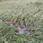 “Storm leaves the rice paddies and leaves, Kamla Kharoch falls more”