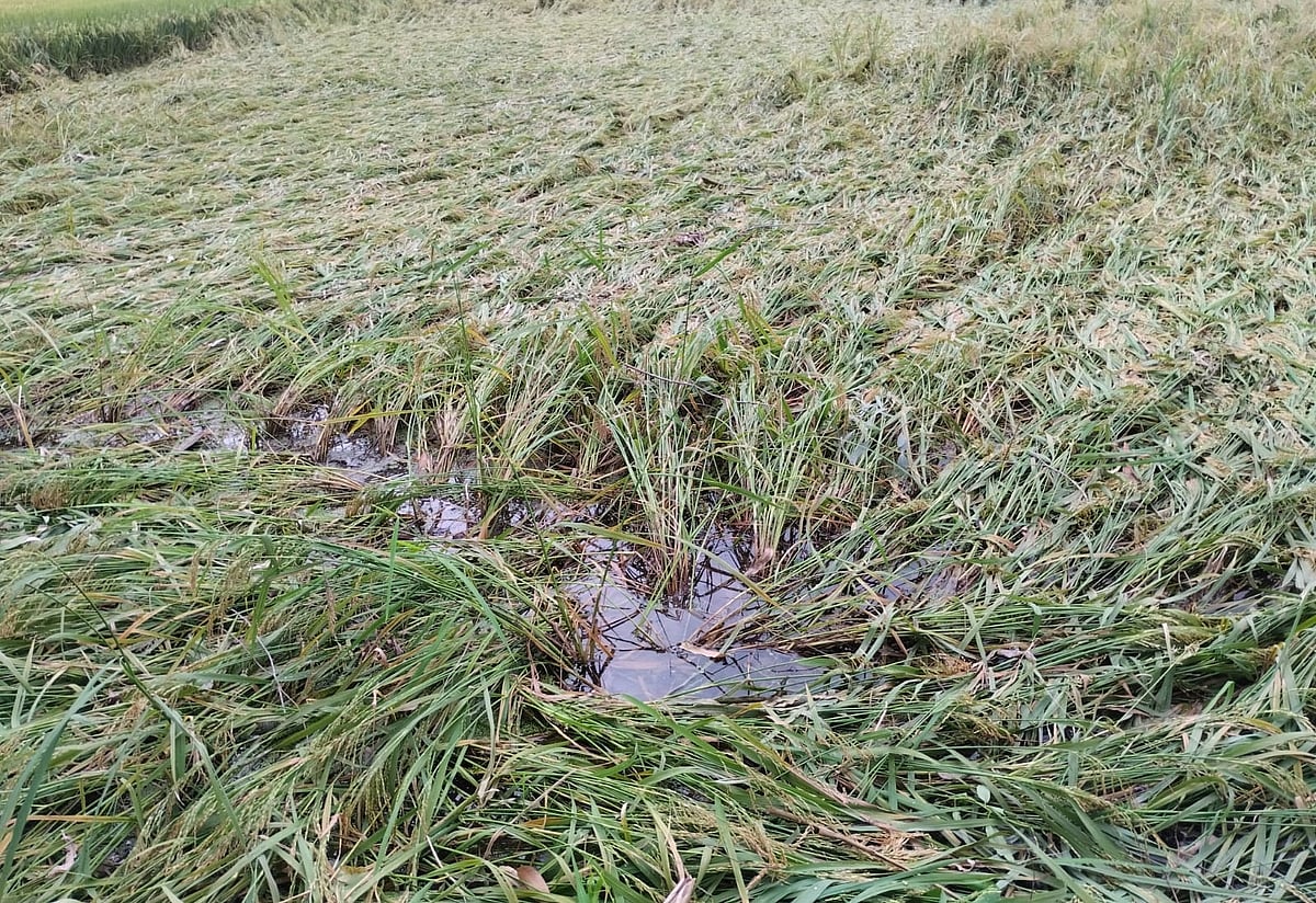 “Storm leaves the rice paddies and leaves, Kamla Kharoch falls more”