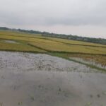 Monsoon Flooding Destroys Subsistence Crops in Bangladesh