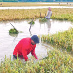 What is the reason for so much rain in the hottest month, why such loss of crops this time?