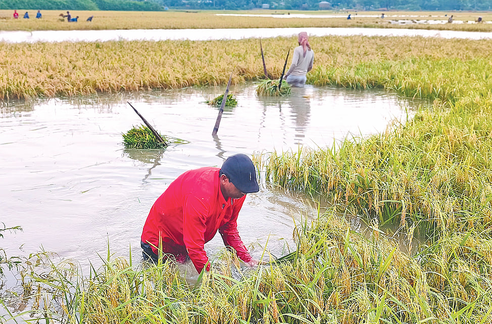 What is the reason for so much rain in the hottest month, why such loss of crops this time?