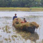 Haor Farmers Face Critical Labor Shortage Amid Quadrupled Harvester Costs