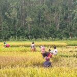 Wild Elephant Herd Sparks Fear, Prompts Early Harvest Among Border Farmers