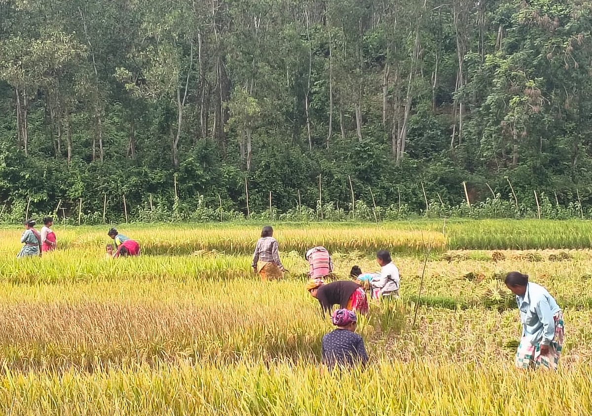 Wild Elephant Herd Sparks Fear, Prompts Early Harvest Among Border Farmers