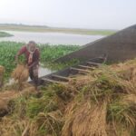 Rain again in Habiganj, the suffering of farmers has increased
