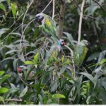 Why hundreds of tea birds have taken refuge in the area