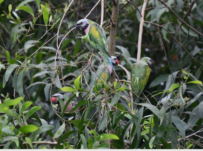 Why hundreds of tea birds have taken refuge in the area