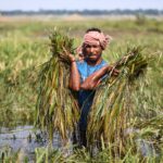 Haor of Sunamganj, Barga farmers are in more trouble due to crop loss