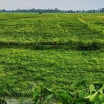 Heavy loss of boro paddy in Kalboishakhi, Jaipurhat before harvest