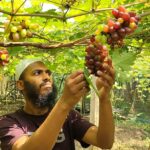 Garment Worker Cultivates Vineyard with 20 Grape Varieties