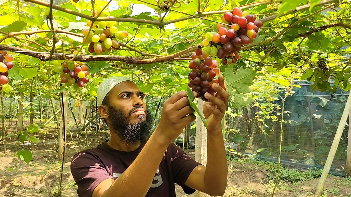 Garment Worker Cultivates Vineyard with 20 Grape Varieties