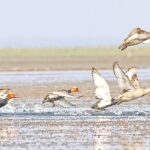 Tanguar Haor Bird Count Underway