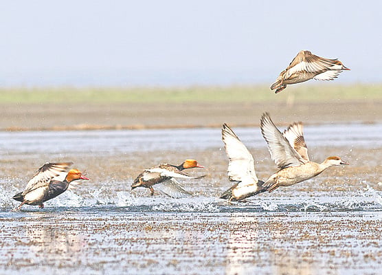 Tanguar Haor Bird Count Underway